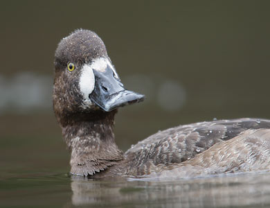 Greater Scaup (Aythya marila) photo