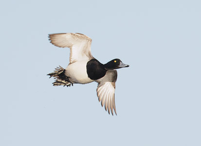 Greater Scaup (Aythya marila) photo