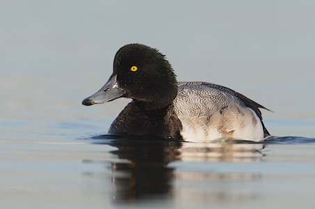 Greater Scaup (Aythya marila) photo