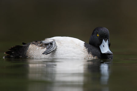 Greater Scaup (Aythya marila) photo