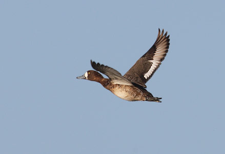 Greater Scaup (Aythya marila) photo