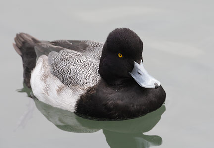 Lesser Scaup (Aythya affinis) photo