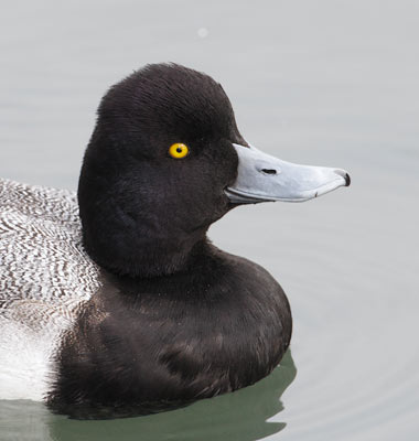Lesser Scaup (Aythya affinis) photo