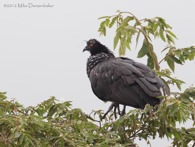 Horned Screamer (Anhima cornuta) photo