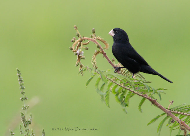 Large-billed Seed Finch (Oryzoborus crassirostris) photo