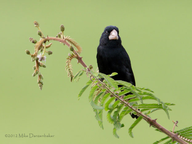 Large-billed Seed Finch (Oryzoborus crassirostris) photo