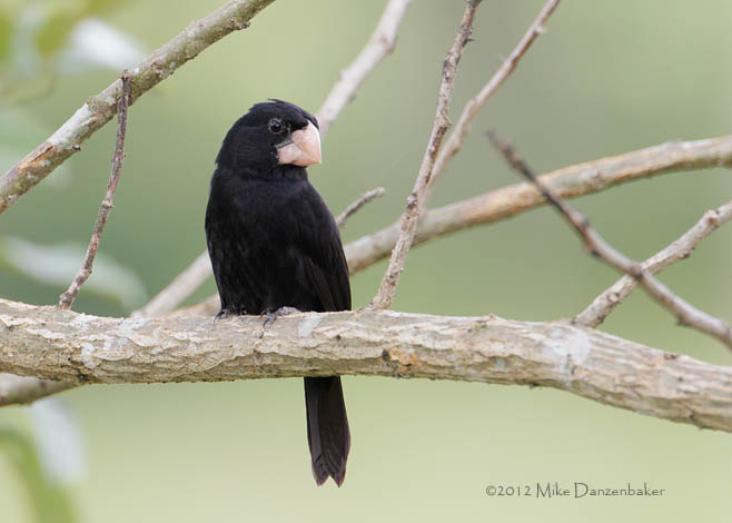 Nicaraguan Seed Finch (Oryzoborus nuttingi) photo