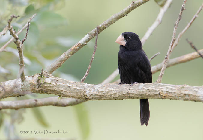 Nicaraguan Seed Finch (Oryzoborus nuttingi) photo