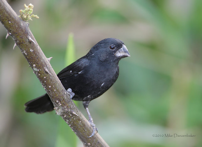 Thick-billed Seed-Finch (Oryzoborus funereus) photo