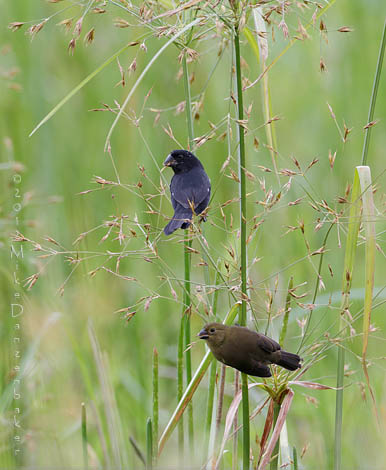 Thick-billed Seed Finch (Oryzoborus funereus) photo