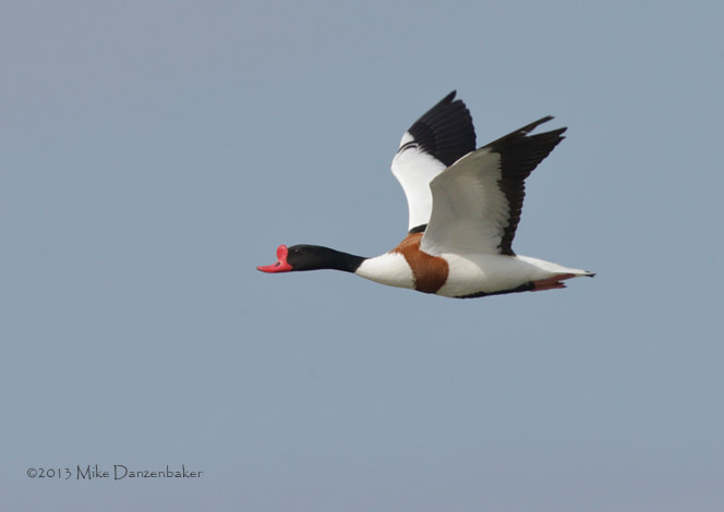 Common Shelduck (Tadorna tadorna) photo