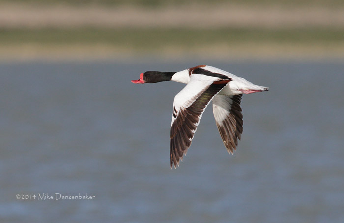 Common Shelduck (Tadorna tadorna) photo