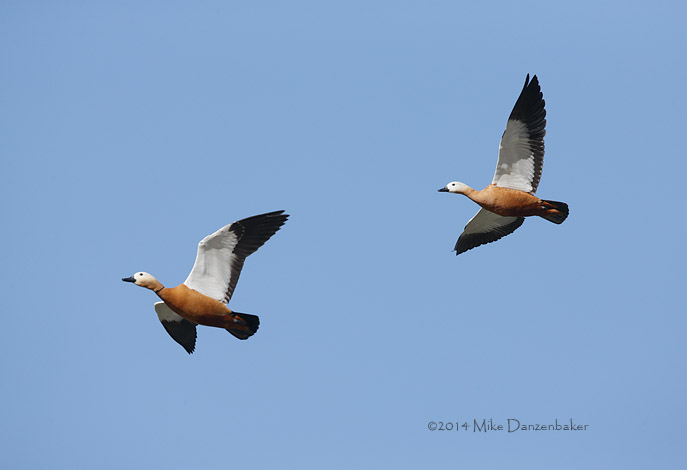 Ruddy Shelduck (Tadorna ferruginea) photo
