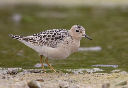 Buff-breasted Sandpiper (Tryngites subruficollis) photo