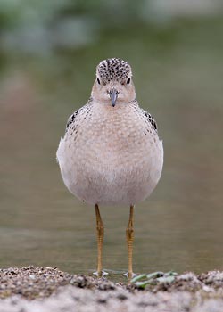 Buff-breasted Sandpiper (Tryngites subruficollis) photo