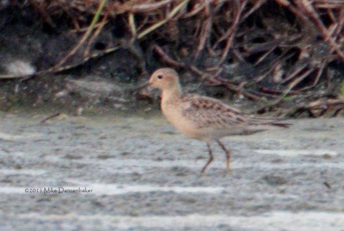 Buff-breasted Sandpiper (Tryngites subruficollis) photo
