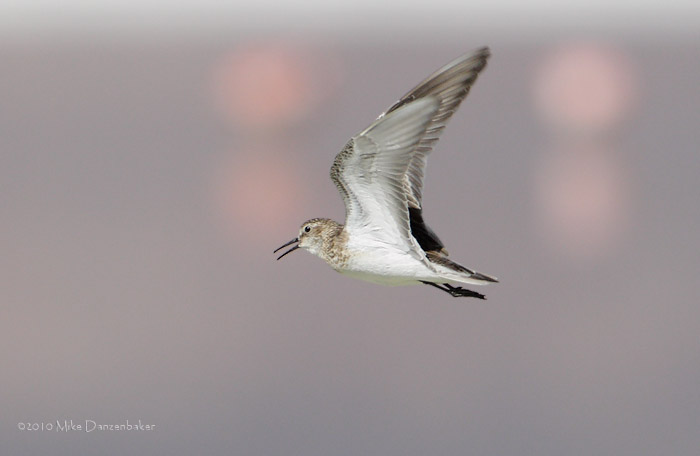 Baird's Sandpiper (Calidris bairdii) photo