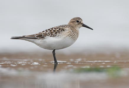 Baird's Sandpiper (Calidris bairdii) photo