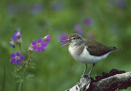 Common Sandpiper (Actitis hypoleucos) photo
