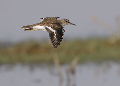 Common Sandpiper (Actitis hypoleucos) photo