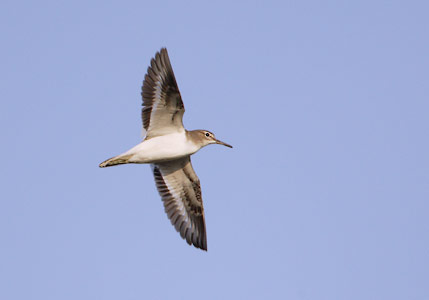 Common Sandpiper (Actitis hypoleucos) photo