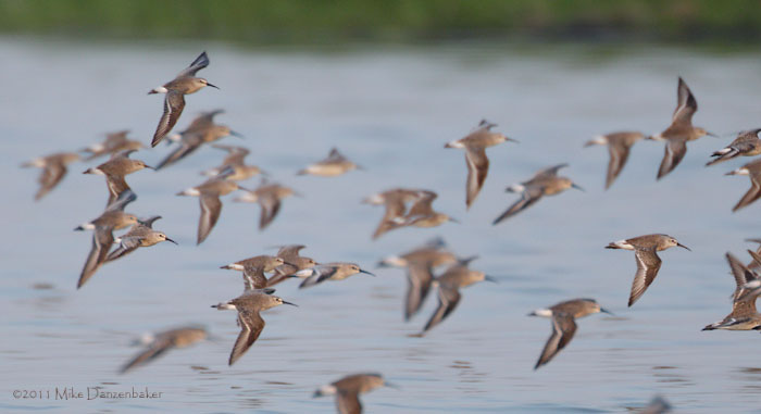 Curlew Sandpiper (Calidris ferruginea) photo