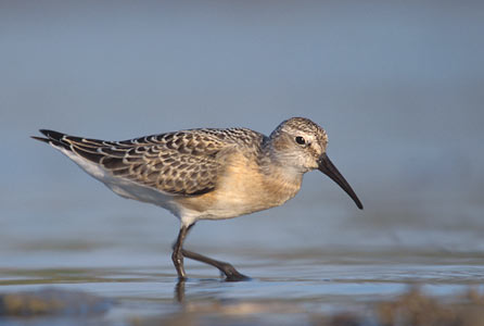 Curlew Sandpiper (Calidris ferruginea) photo