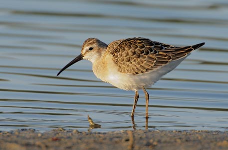 Curlew Sandpiper (Calidris ferruginea) photo