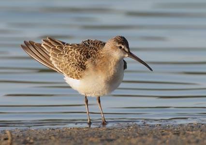 Curlew Sandpiper (Calidris ferruginea) photo
