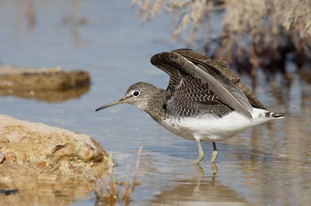 Green Sandpiper (Tringa ochropus) photo