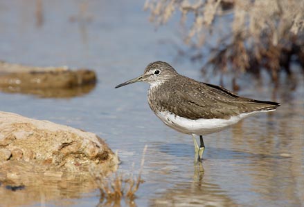 Green Sandpiper (Tringa ochropus) photo