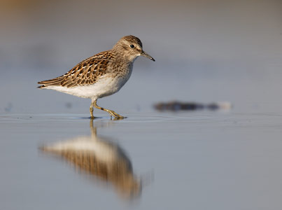 Least Sandpiper (Calidris minutilla) photo