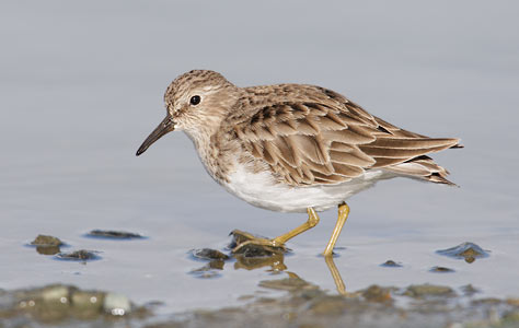 Least Sandpiper (Calidris minutilla) photo
