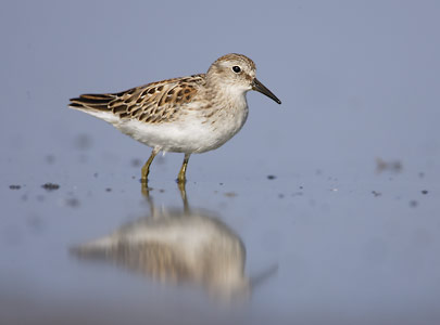 Least Sandpiper (Calidris minutilla) photo