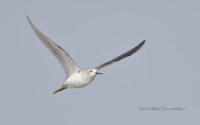 Marsh Sandpiper (Tringa stagnatilis) photo