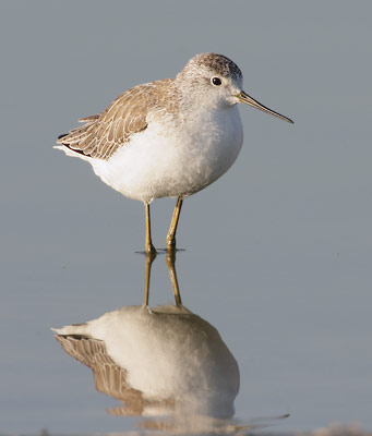 Marsh Sandpiper (Tringa stagnatilis) photo
