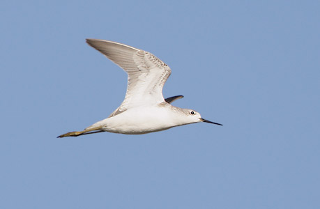 Marsh Sandpiper (Tringa stagnatilis) photo