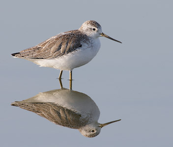 Marsh Sandpiper (Tringa stagnatilis) photo