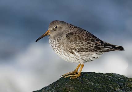 Purple Sandpiper (Calidris maritima) photo