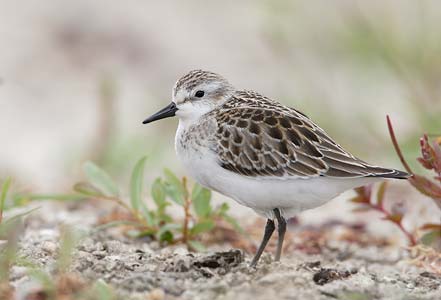 Semipalmated Sandpiper (Calidris pusilla) photo