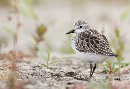 Semipalmated Sandpiper (Calidris pusilla) photo
