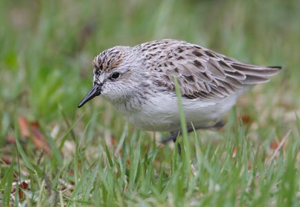 Semipalmated Sandpiper (Calidris pusilla) photo