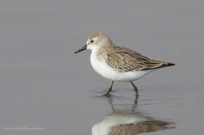 Semipalmated Sandpiper (Calidris pusilla) photo
