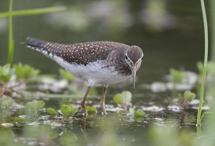 Solitary Sandpiper (Tringa solitaria) photo