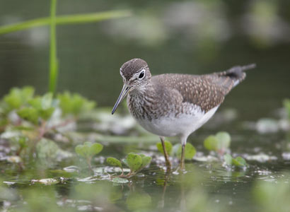 Solitary Sandpiper (Tringa solitaria) photo