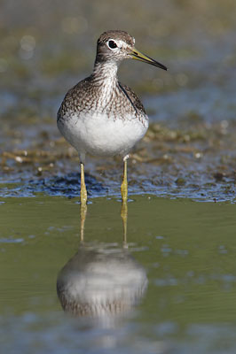Solitary Sandpiper (Tringa solitaria) photo