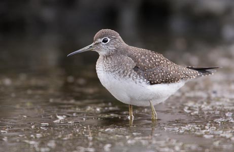 Solitary Sandpiper (Tringa solitaria) photo