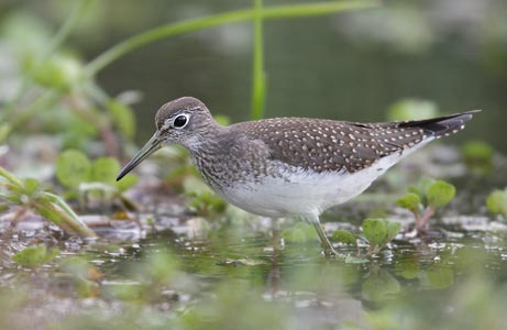 Solitary Sandpiper (Tringa solitaria) photo