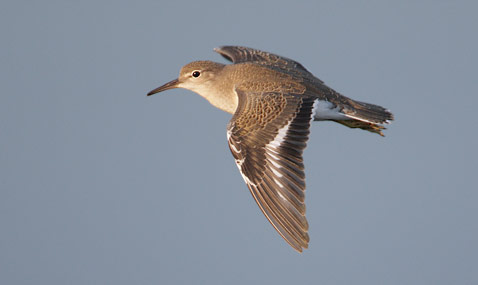 Spotted Sandpiper (Actitis macularia) photo