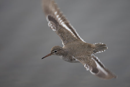 Spotted Sandpiper (Actitis macularia) photo